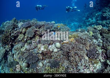 Due subacquei esplorano una vivace barriera corallina, osservando la variegata vita marina e le intricate formazioni. Foto Stock