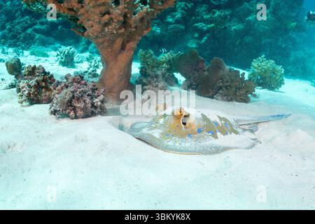 Un raggio dalla coda a coste bluespotted si trova sul fondo sabbioso dell'oceano vicino alle barriere coralline, probabilmente in cerca di rifugio o di cibo. Foto Stock