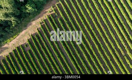 vista dall'alto della piantagione di caffè all'alba - vista dai droni Foto Stock