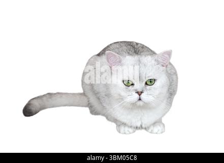 Gatto di razza Shorthair britannico grigio chiaro con occhi verdi seduti, ritaglio isolato su sfondo bianco Foto Stock