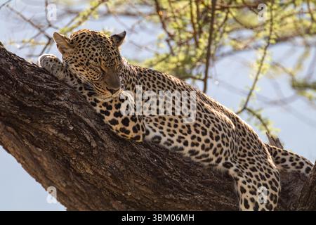 Africa, Kenya, riserva nazionale di Samburu. Leopardo africano che dorme nell'albero. Foto Stock