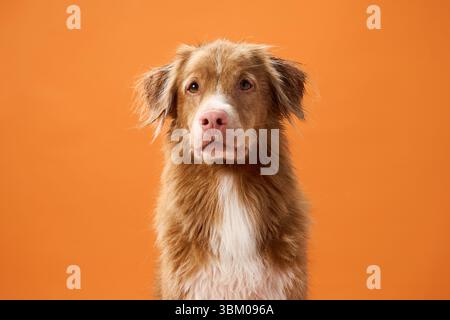 Un colpo alla testa di un Retriever Tolling Duck della nuova Scozia che guarda direttamente la telecamera su uno sfondo arancione. Illuminazione da studio e colori vivaci Foto Stock