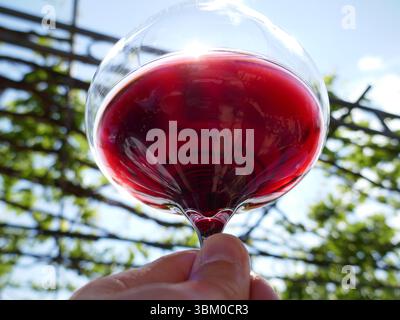 Il vino rosso in wineglass si è tenuto in mano al cielo e si è fatto girare intorno durante la degustazione di vini Foto Stock