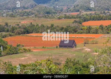 Cuba, Vinales, Finca Agroecologica El Paraiso. Azienda agricola biologica e ristorante nella Vinales Valley. Foto Stock