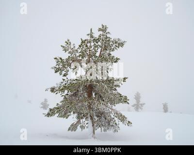 Pino scozzese chiamato anche pino scozzese, pino Baltico o pino rosso europeo durante l'inverno nel Parco nazionale Pallas-Yllastunturi vicino a Pallas, Finlandia. Foto Stock