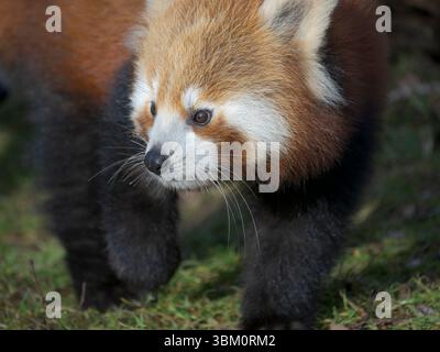 Panda Rossa o Panda minore nello zoo di Hellabrunn a Monaco. Germania, Monaco Foto Stock