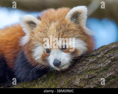 Panda Rossa o Panda minore nello zoo di Hellabrunn a Monaco. Germania, Monaco Foto Stock