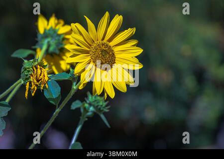Foto di un girasole con sfondo sfocato. Foto Stock