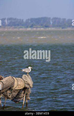 Gabbiano in piedi su reti da pesca a Saintes Maries de la Mer, Camargue, Francia Foto Stock