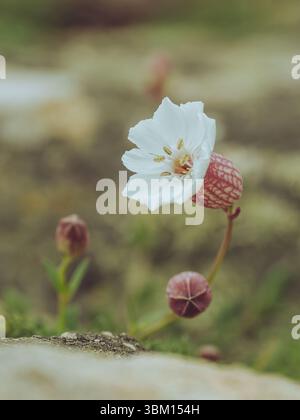 Un fiore di Campion marino in fiore su Skomer Island, Pembrokeshire, Galles Foto Stock