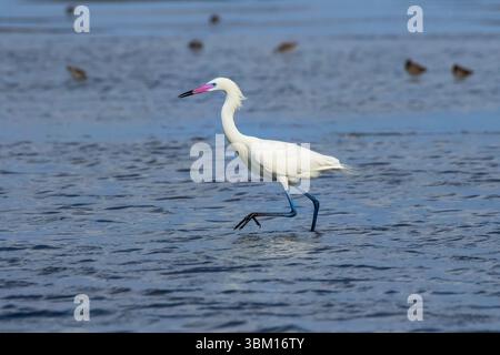 USA, Texas, Cameron County. South padre Island, (morfo bianco) egret rossastro che insegue pesci nella baia salina Foto Stock