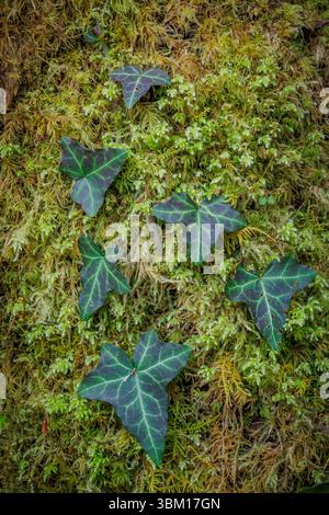 Stati Uniti, Stato di Washington, Bremerton. Primo piano di edera e muschio sull'albero alla riserva di Rododendron. Foto Stock