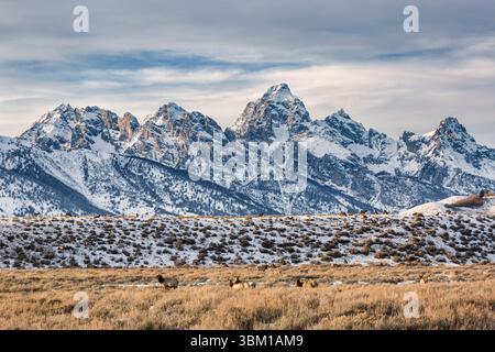 Stati Uniti, Wyoming, Grand Teton National Park, Jackson. Vista della mandria di alci che naviga vicino al Teton Range Foto Stock