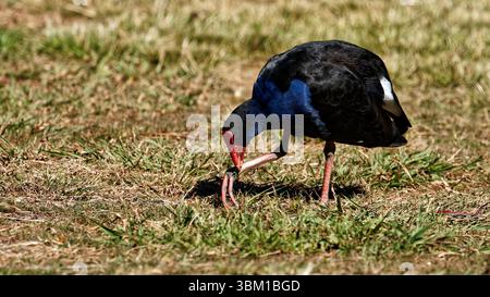 Adulto uccello nativo di Pukeko che pascolano sull'erba tenuto ai suoi piedi a Totaranui, Abel Tasman National Park, isola meridionale, Aotearoa / nuova Zelanda. Foto Stock