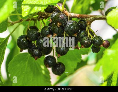 Sommerzeit-Beerenzeit. Reife schwarze Johannisbeeren haengen an einem Johannisbeerstrauch in einem Garten a Friburgo. *** Stagione estiva delle bacche ribes nero maturo appeso a un cespuglio di ribes in un giardino di Friburgo Foto Stock
