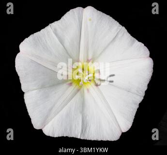 Fiore singolo della forma bianca di Field Bindweed Convolvulus arvensis con cinque petali a forma di tromba fusi su sfondo nero Foto Stock