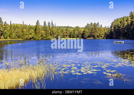 Un bellissimo lago nella foresta, una giornata estiva soleggiata Foto Stock