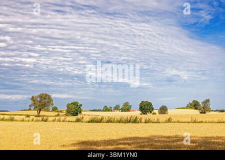 Vista dei campi di grano in un paesaggio rurale in estate Foto Stock