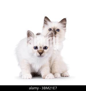 Adorabile duo di gattini Sacred Birman che giocano tra loro. Entrambi sembrano curiosi verso la fotocamera con occhi blu specifici per razza. Isolato su un bianco Foto Stock