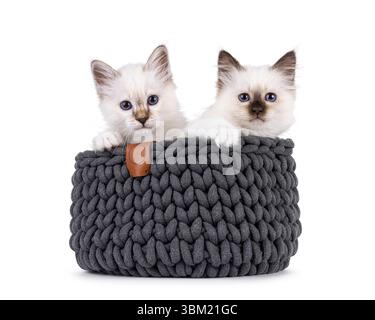 Adorabile coppia di gattini Sacred Birman, seduti in un cestino grigio a maglia. Entrambi guardano verso la fotocamera con occhi blu specifici della razza. Isolato su un bianco Foto Stock
