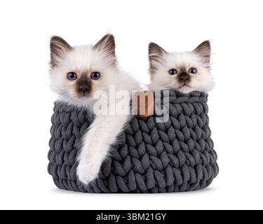 Adorabile coppia di gattini Sacred Birman, seduti in un cestino grigio a maglia. Entrambi guardano verso la fotocamera con occhi blu specifici della razza. Isolato su un bianco Foto Stock