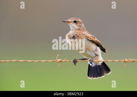 Impennata (Oenanthe pileata), giovanile arroccato su un filo spinato, Sudafrica, Capo Occidentale Foto Stock