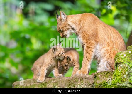 Lince eurasiatica (lince lince), donna con i suoi kit di lince su una roccia nella foresta, Germania, Baviera Foto Stock