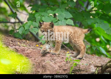Lince eurasiatica (lince lince), cucciolo di lince che cammina sul suolo in una foresta, Germania, Baviera Foto Stock