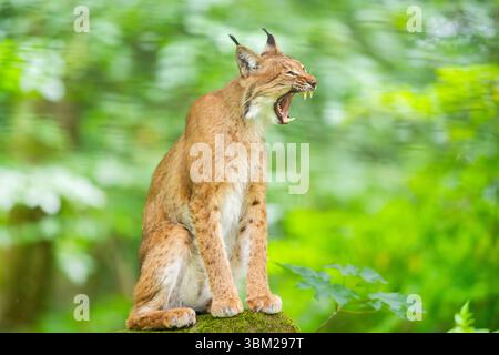 La lince eurasiatica (Lynx Lynx), sbadiglia su una roccia muschiata in una foresta, Germania, Baviera Foto Stock