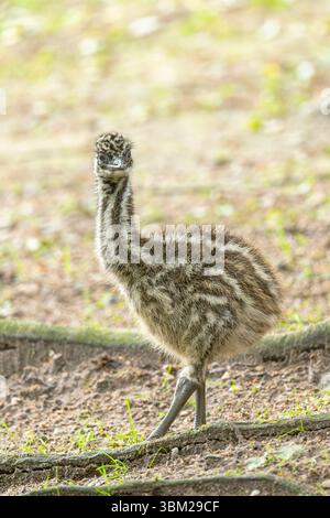 emu (Dromaius novaehollandiae), pulcino a terra Foto Stock