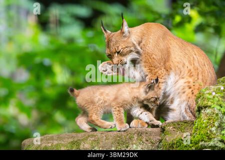 Lince eurasiatica (lince lince), donna con il suo kit lince su una roccia nella foresta, leccandole la zampa, Germania, Baviera Foto Stock