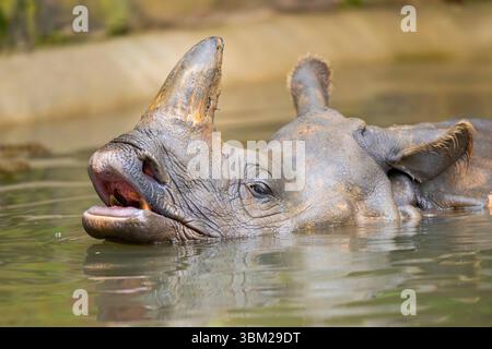 Rinoceronte bianco, rinoceronte dalle labbra quadrate, rinoceronte d'erba (Ceratotherium simum), nuoto in acqua, ritratto Foto Stock
