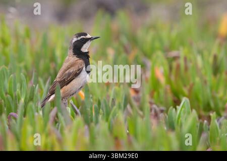 Impennata (Oenanthe pileata), vista laterale di un adulto in piedi tra i fichi ottentot, Sud Africa, Capo Occidentale Foto Stock