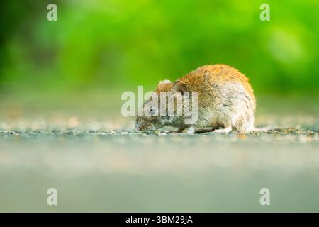 bank vole (Clethrionomys glareolus, Myodes glareolus), seduta a terra, Germania, Baviera Foto Stock