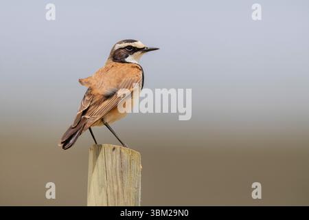 Impennata (Oenanthe pileata), adulto in piedi su un palo, Sud Africa, Capo Occidentale Foto Stock