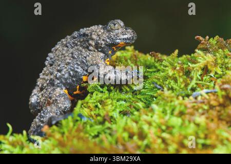 Rospo appenninico (Bombina variegata pachypus, Bombina pachypus), vista laterale di un adulto su alcuni muschi, Italia, Campania Foto Stock