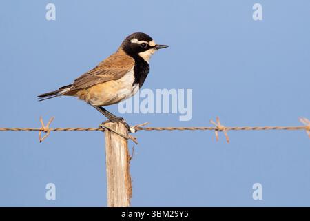 Impennata (Oenanthe pileata), vista laterale di un adulto in piedi su un palo, Sud Africa, Capo Occidentale Foto Stock
