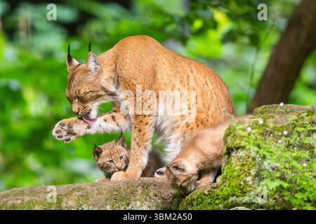 Lince eurasiatica (lince lince), donna con i suoi kit di lince su una roccia nella foresta, leccandole la zampa, Germania, Baviera Foto Stock