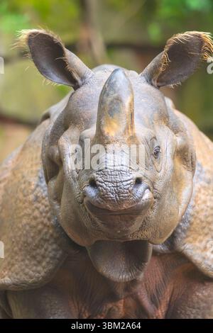 Rinoceronte bianco, rinoceronte con labbra quadrate, rinoceronte d'erba (Ceratotherium simum), ritratto, vista frontale Foto Stock