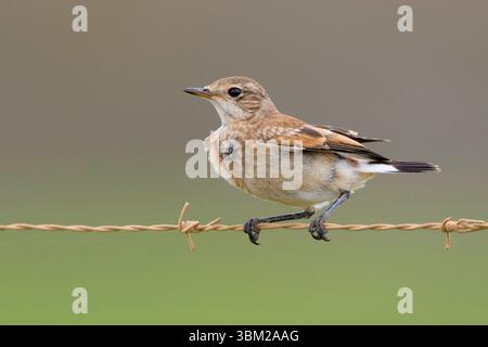 Impennata (Oenanthe pileata), giovanile arroccato su un filo spinato, Sudafrica, Capo Occidentale Foto Stock