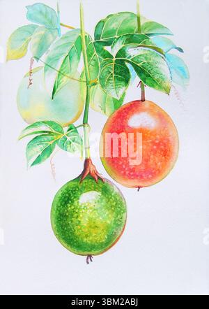 Pittura ad acquerello originale realistico arancio, rosso, verde di frutto della passione e foglie verdi su sfondo bianco. Pittura originale Foto Stock