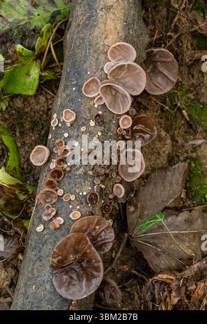 Fungo delle orecchie in gelatina: Auricularia auricula-judae. Su log fllen. Dorset, Regno Unito Foto Stock