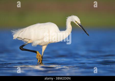 Primo piano di una piccola Egret, Egretta garzetta, pesca in acqua cattura piccoli pesci Foto Stock
