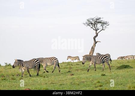Una piccola mandria di zebra comune o pianeggiante (Equus quagga) che si muove attraverso la savana aperta Foto Stock
