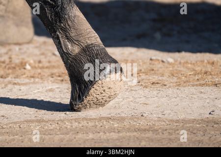 Immagine ravvicinata della gamba posteriore di un elefante africano (Loxodonta africana), che mostra la suola del piede con linee visibili, rughe, pelle testurizzata. Foto Stock