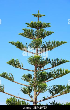 Rami superiori dell'araucaria heterophylla dell'isola di Norfolk con coni, isola di Tinos, gruppo di isole delle Cicladi, Grecia. Preso il 2025 maggio primavera Foto Stock