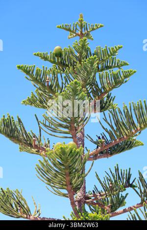 Rami superiori dell'araucaria heterophylla dell'isola di Norfolk con coni, isola di Tinos, gruppo di isole delle Cicladi, Grecia. Preso il 2025 maggio primavera Foto Stock