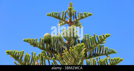 Rami superiori dell'araucaria heterophylla dell'isola di Norfolk con coni, isola di Tinos, gruppo di isole delle Cicladi, Grecia. Preso il 2025 maggio primavera Foto Stock