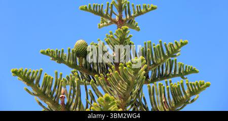 Rami superiori dell'araucaria heterophylla dell'isola di Norfolk con coni, isola di Tinos, gruppo di isole delle Cicladi, Grecia. Preso il 2025 maggio primavera Foto Stock