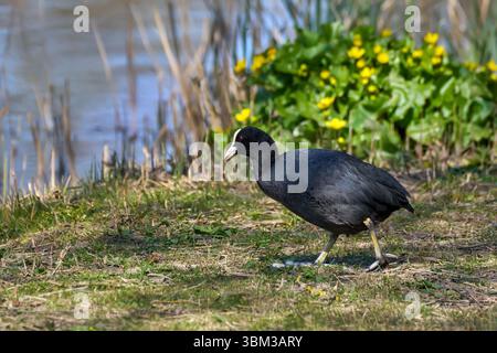 coca eurasiatica (Fulica atra) che cammina nell'erba sulla riva di un lago Foto Stock